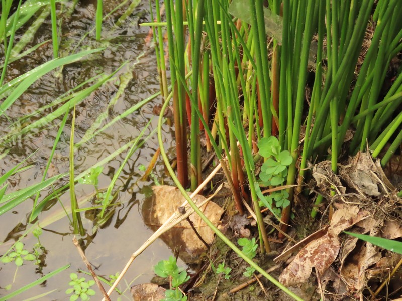 Juncus effusus subsp. effusus photo 2