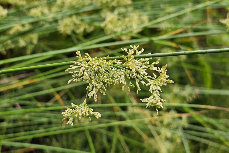 Juncus effusus subsp. effusus photo 3