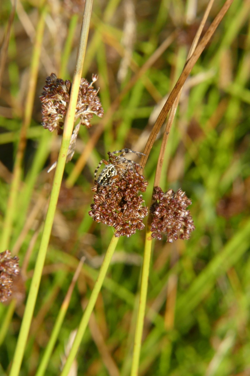 Juncus effusus subsp. effusus photo 4