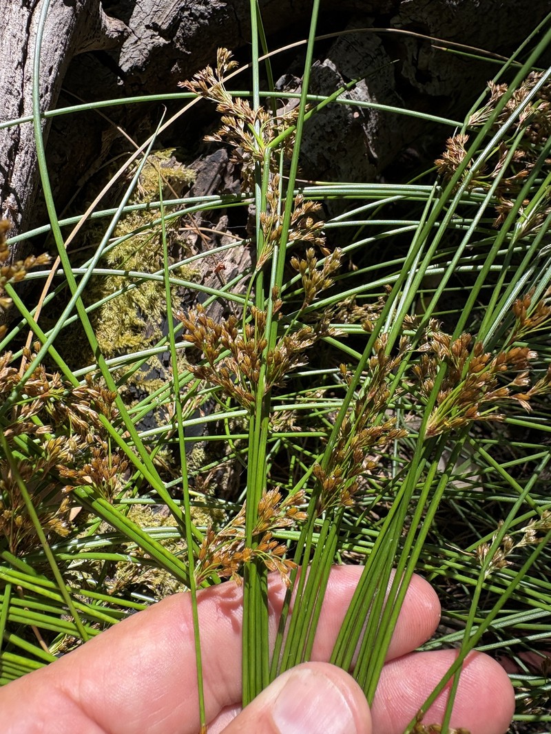Juncus effusus subsp. effusus photo 5