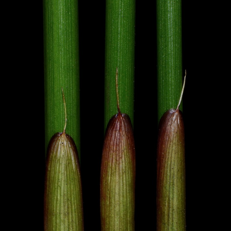 Juncus effusus subsp. effusus photo 6