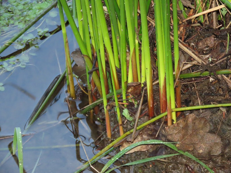 Juncus effusus subsp. effusus photo 7