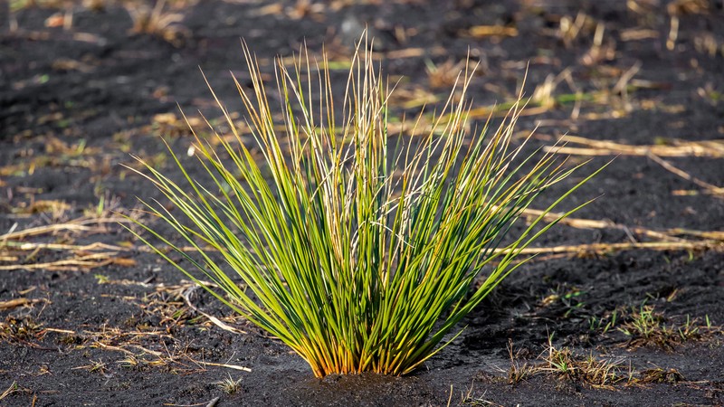 Juncus effusus subsp. effusus photo 8