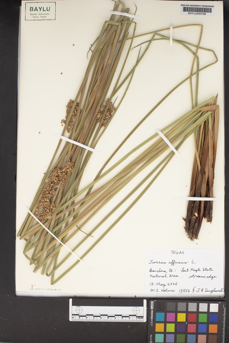 Juncus effusus subsp. laxus