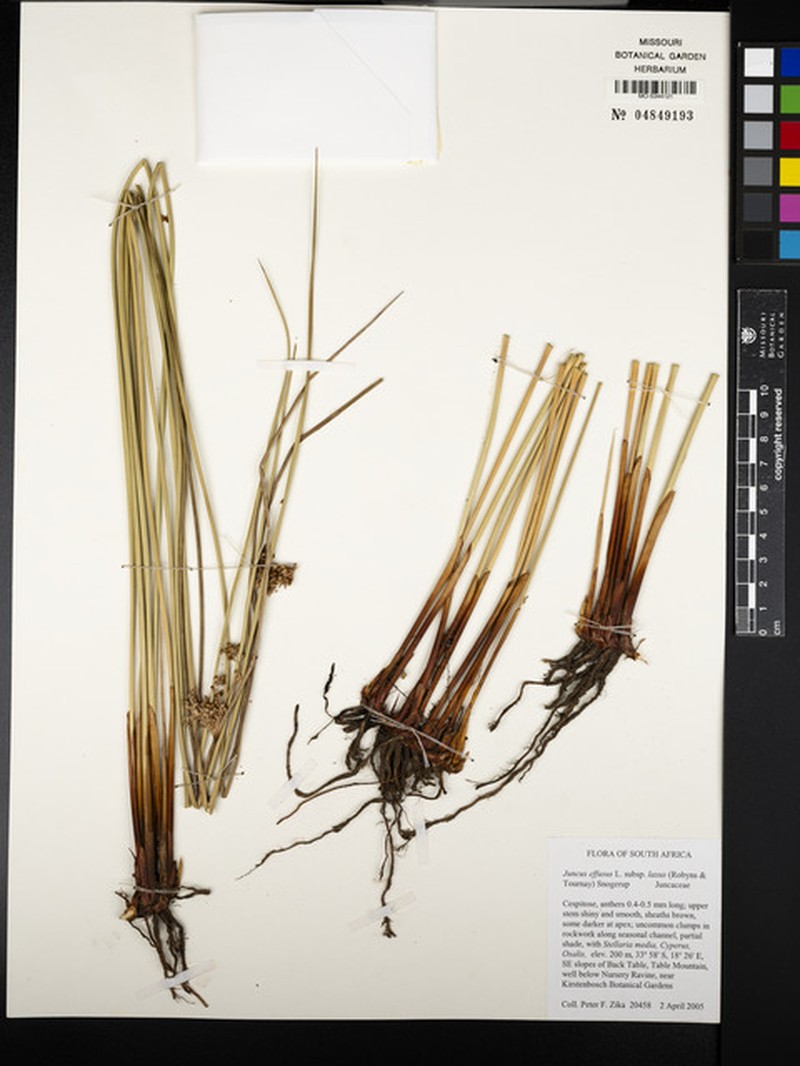 Juncus effusus subsp. laxus photo 2