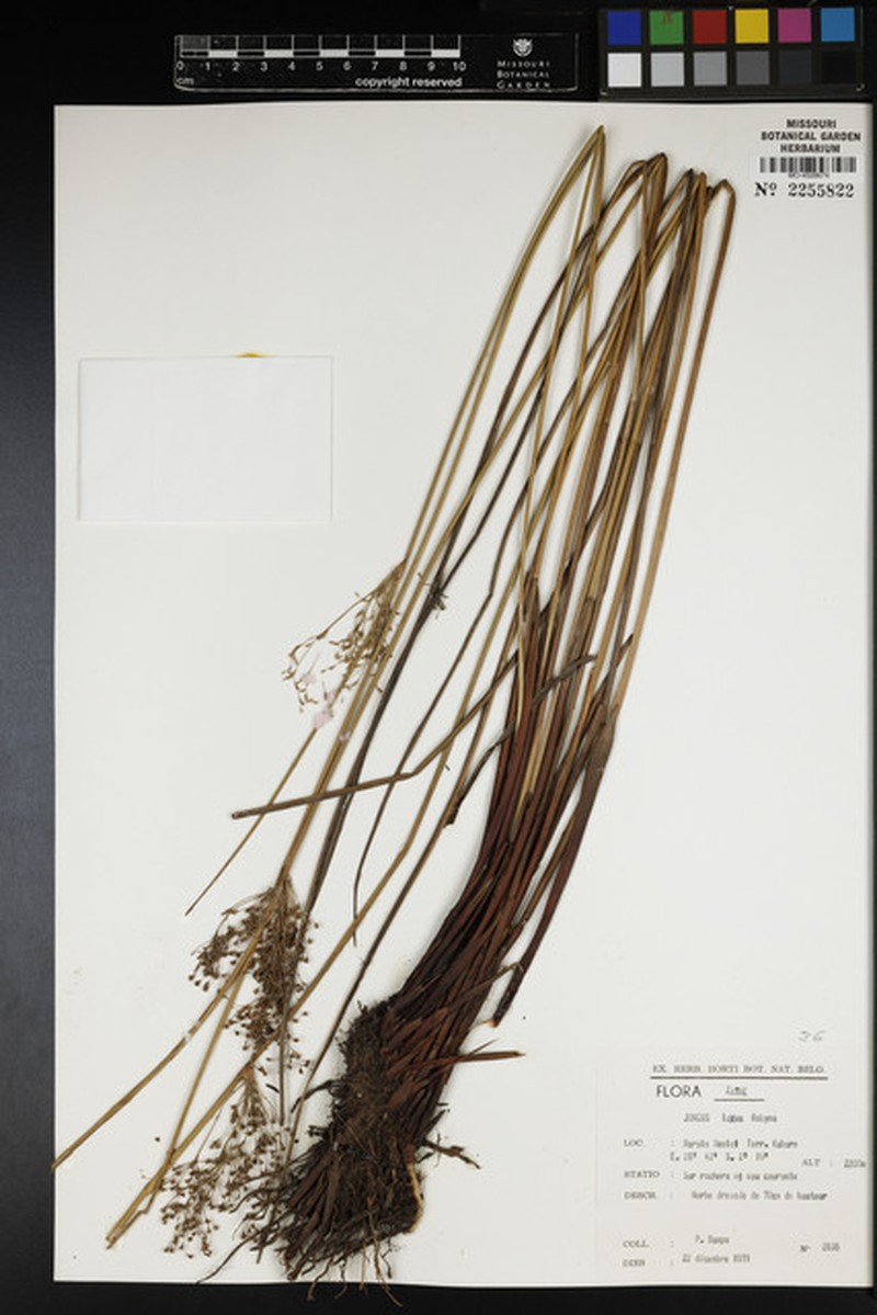 Juncus effusus subsp. laxus photo 3