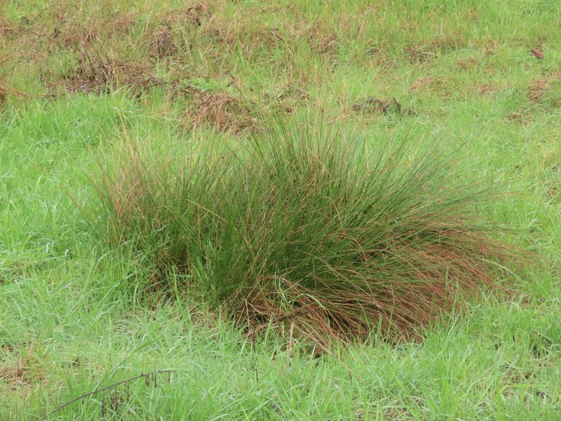 Juncus effusus subsp. pacificus