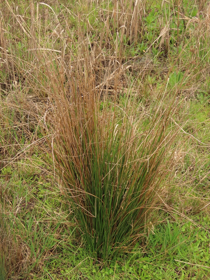 Juncus effusus subsp. pacificus photo 2