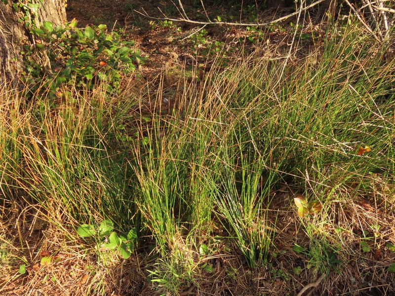 Juncus effusus subsp. pacificus photo 5