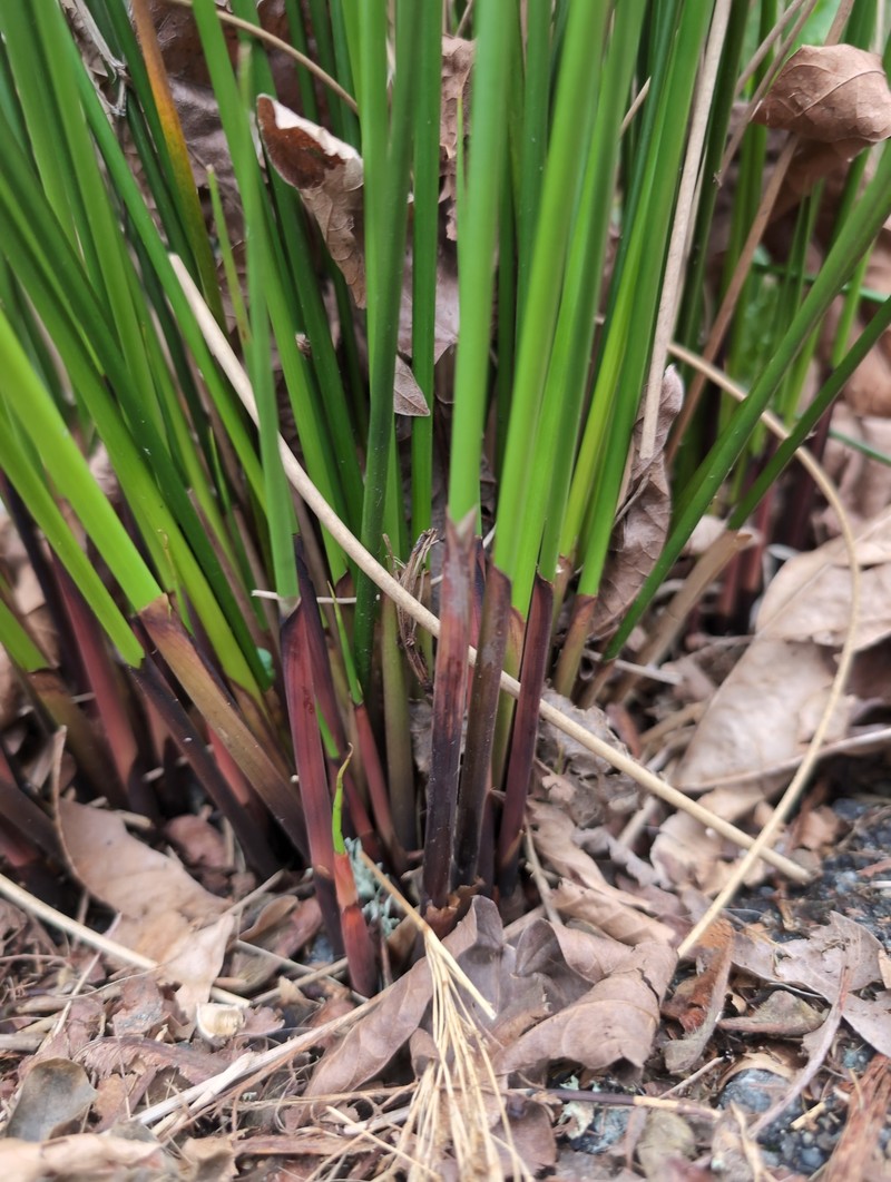 Juncus effusus subsp. pacificus photo 6