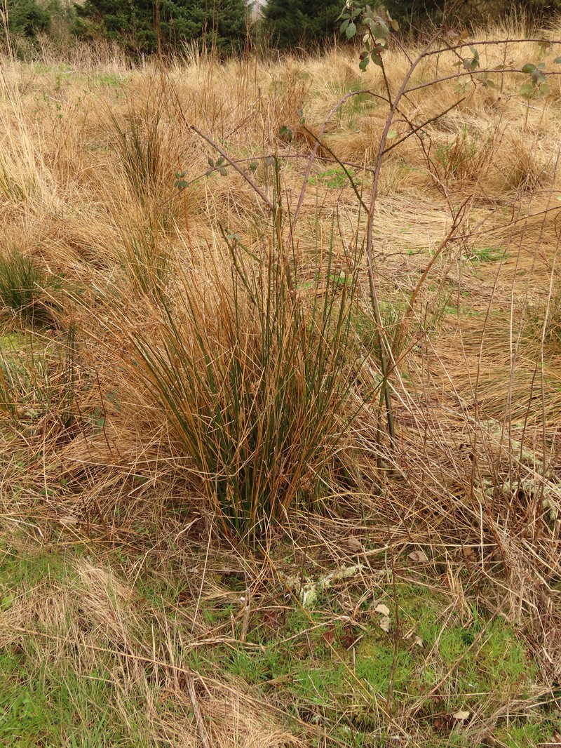 Juncus effusus subsp. pacificus photo 7