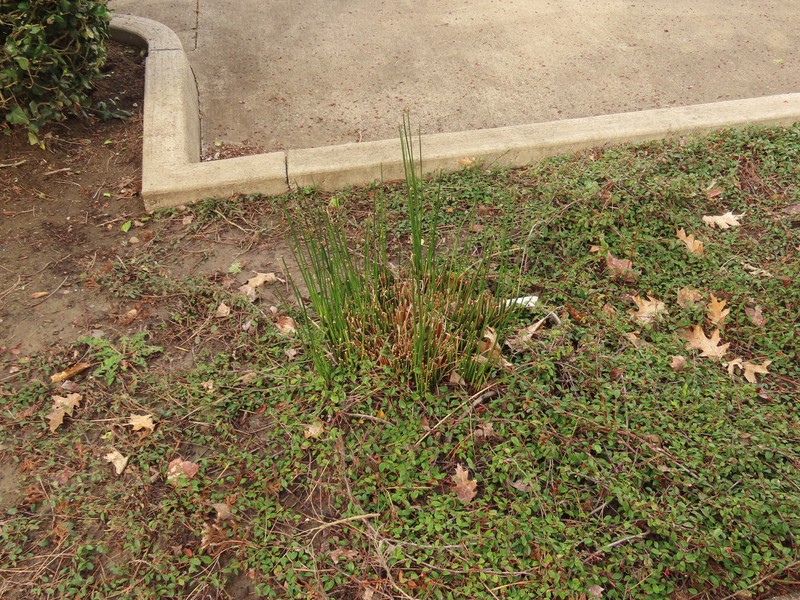 Juncus effusus subsp. pacificus photo 8
