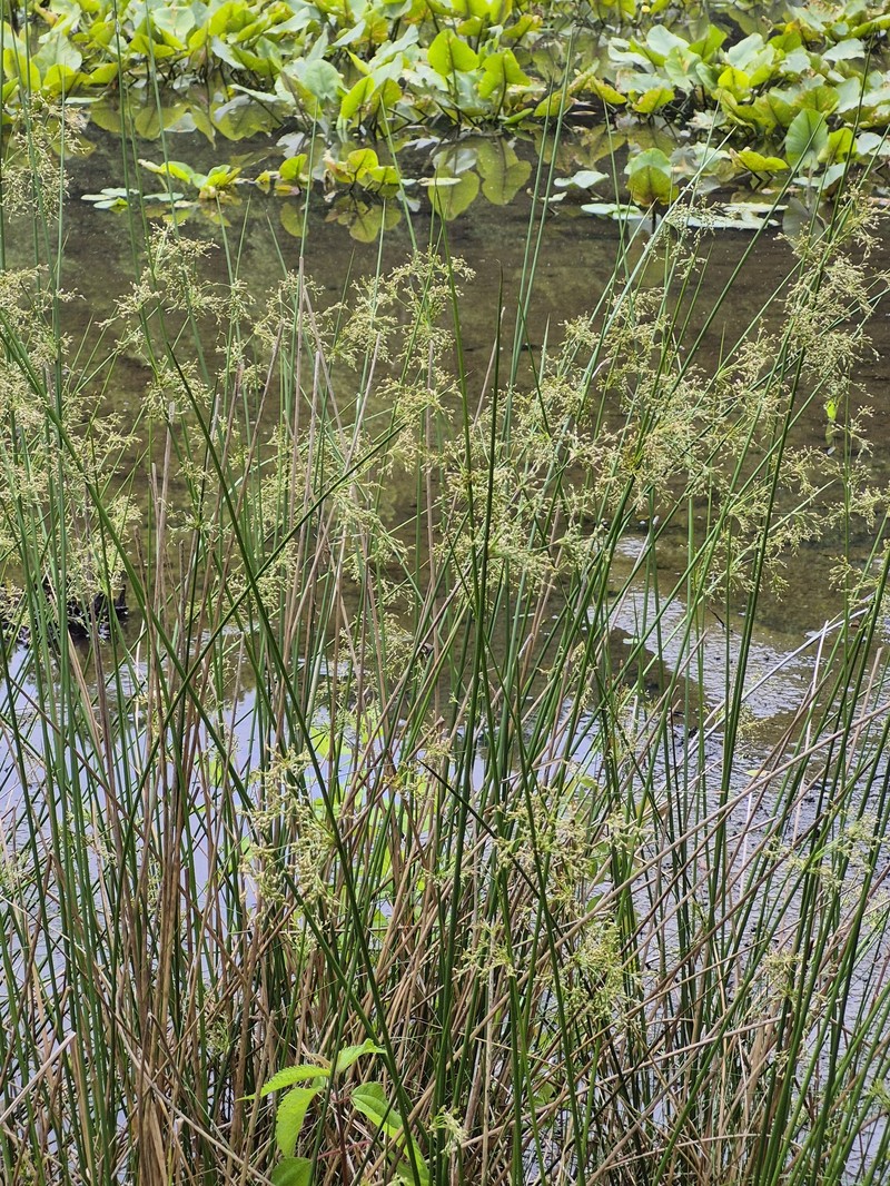 Juncus effusus subsp. solutus