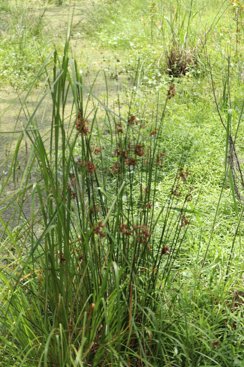 Juncus effusus subsp. solutus photo 2