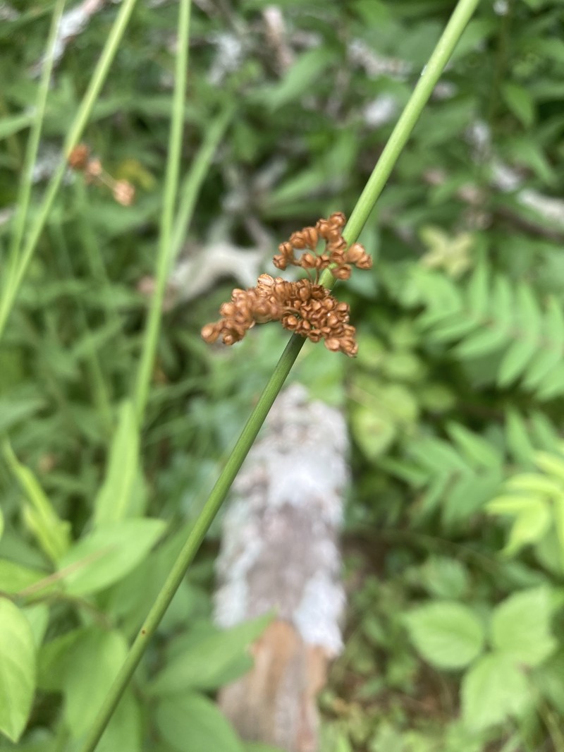 Juncus effusus subsp. solutus photo 3