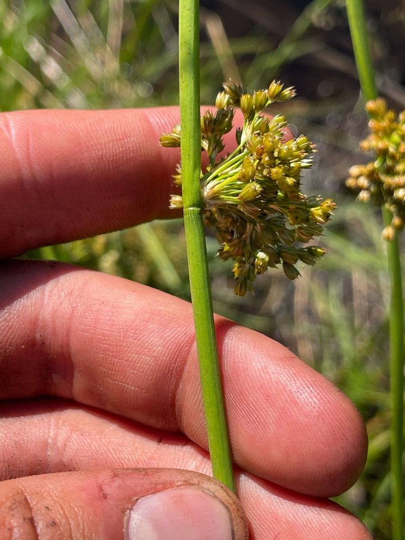 Juncus effusus subsp. solutus photo 4