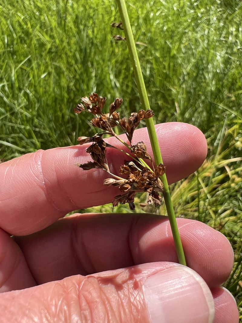 Juncus effusus subsp. solutus photo 5