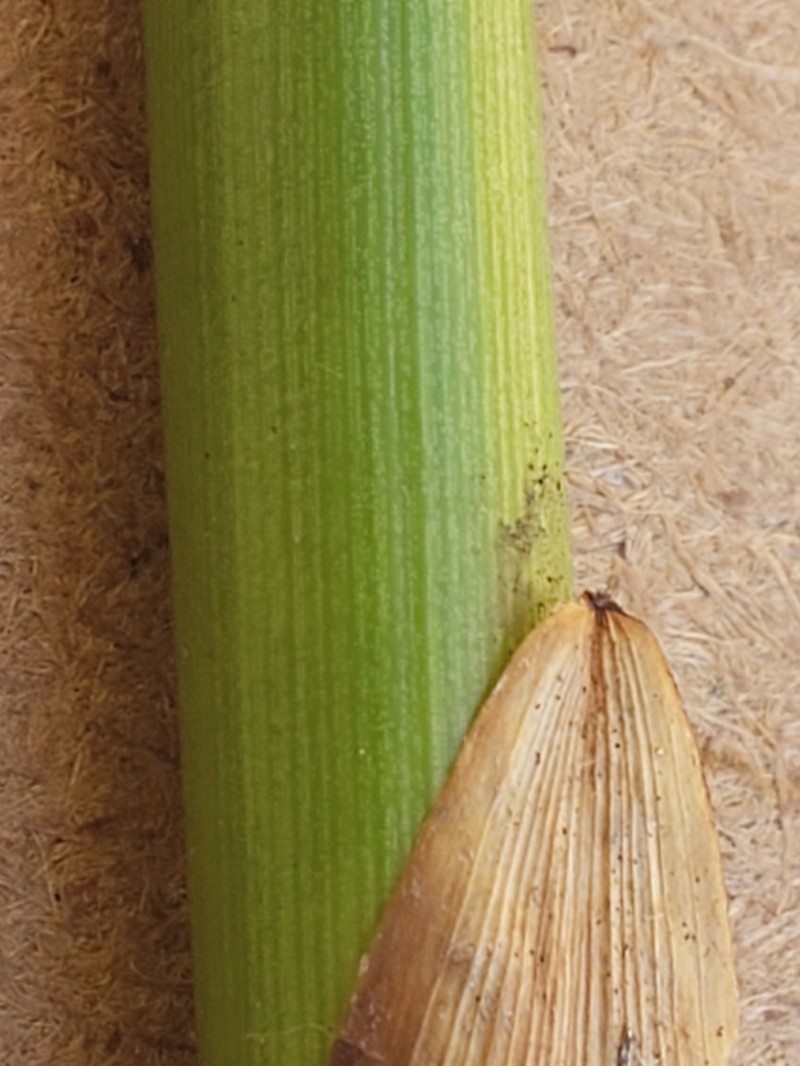 Juncus effusus subsp. solutus photo 6