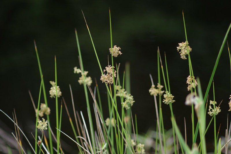 Juncus effusus subsp. solutus photo 7