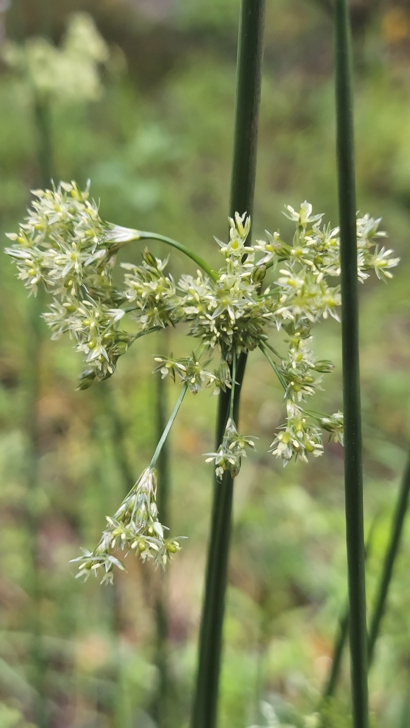 Juncus effusus subsp. solutus photo 8