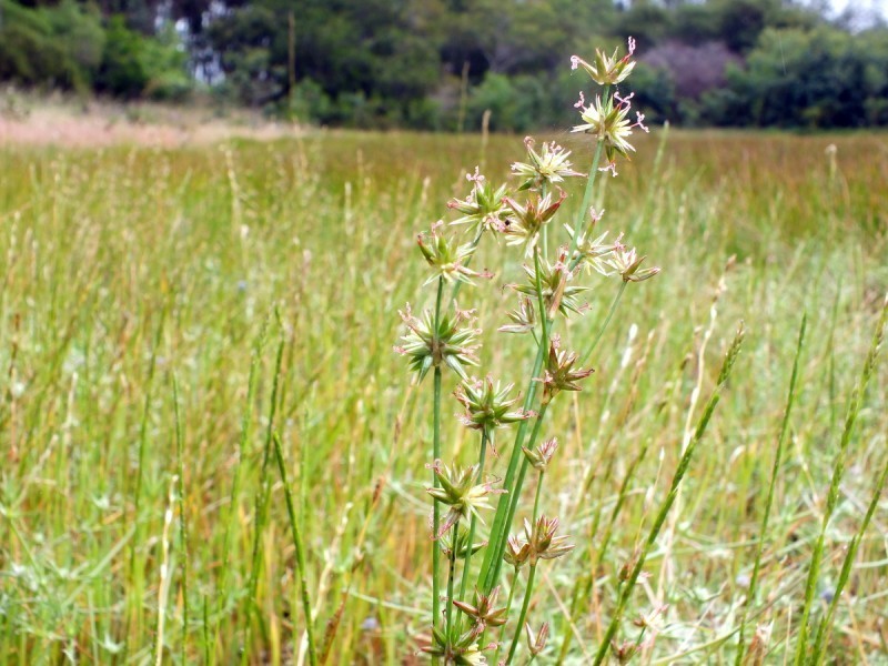 Juncus emmanuelis