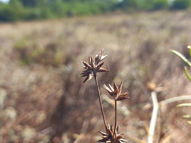 Juncus emmanuelis photo 2