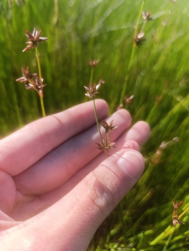 Juncus emmanuelis photo 3
