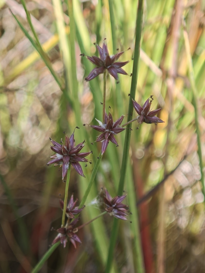 Juncus emmanuelis photo 4