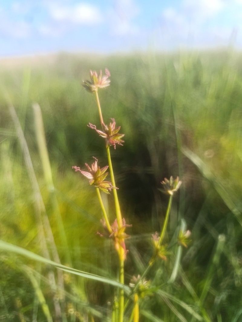 Juncus emmanuelis photo 5