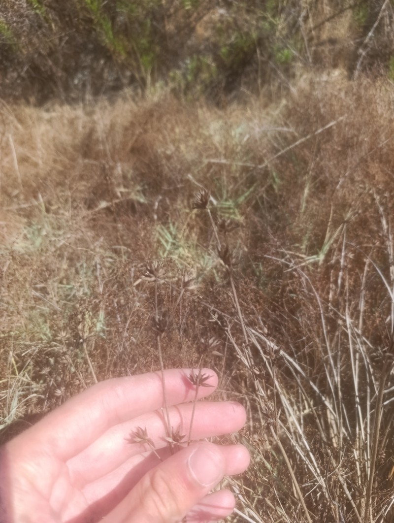 Juncus emmanuelis photo 6