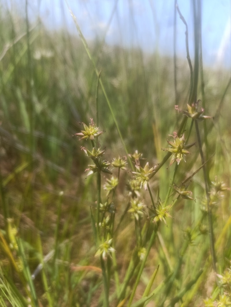 Juncus emmanuelis photo 7