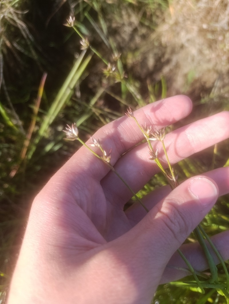 Juncus emmanuelis photo 8
