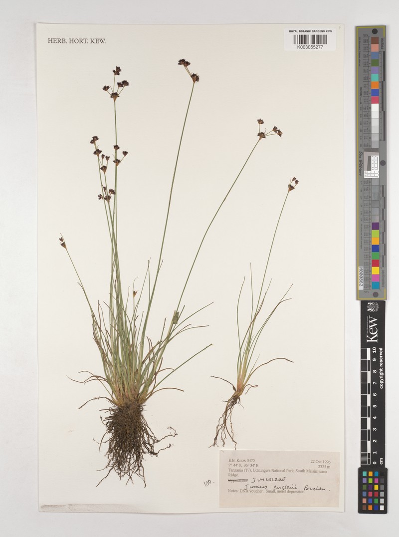 Juncus engleri