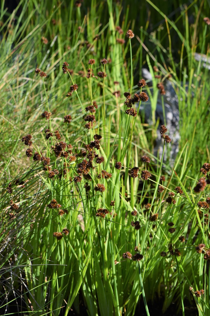 Swordleaf Rush photo 2