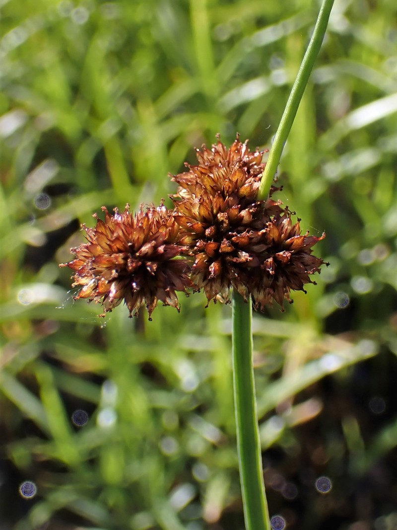 Swordleaf Rush photo 3