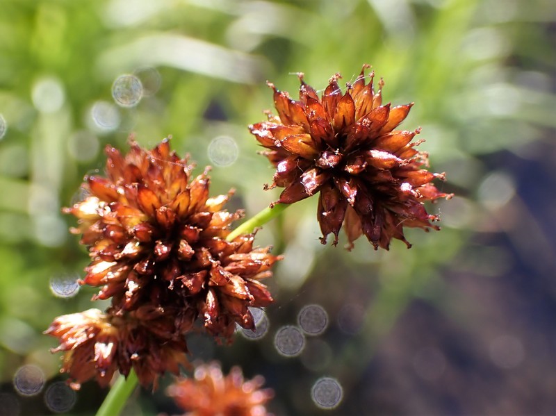 Swordleaf Rush photo 4