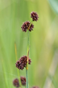 Swordleaf Rush