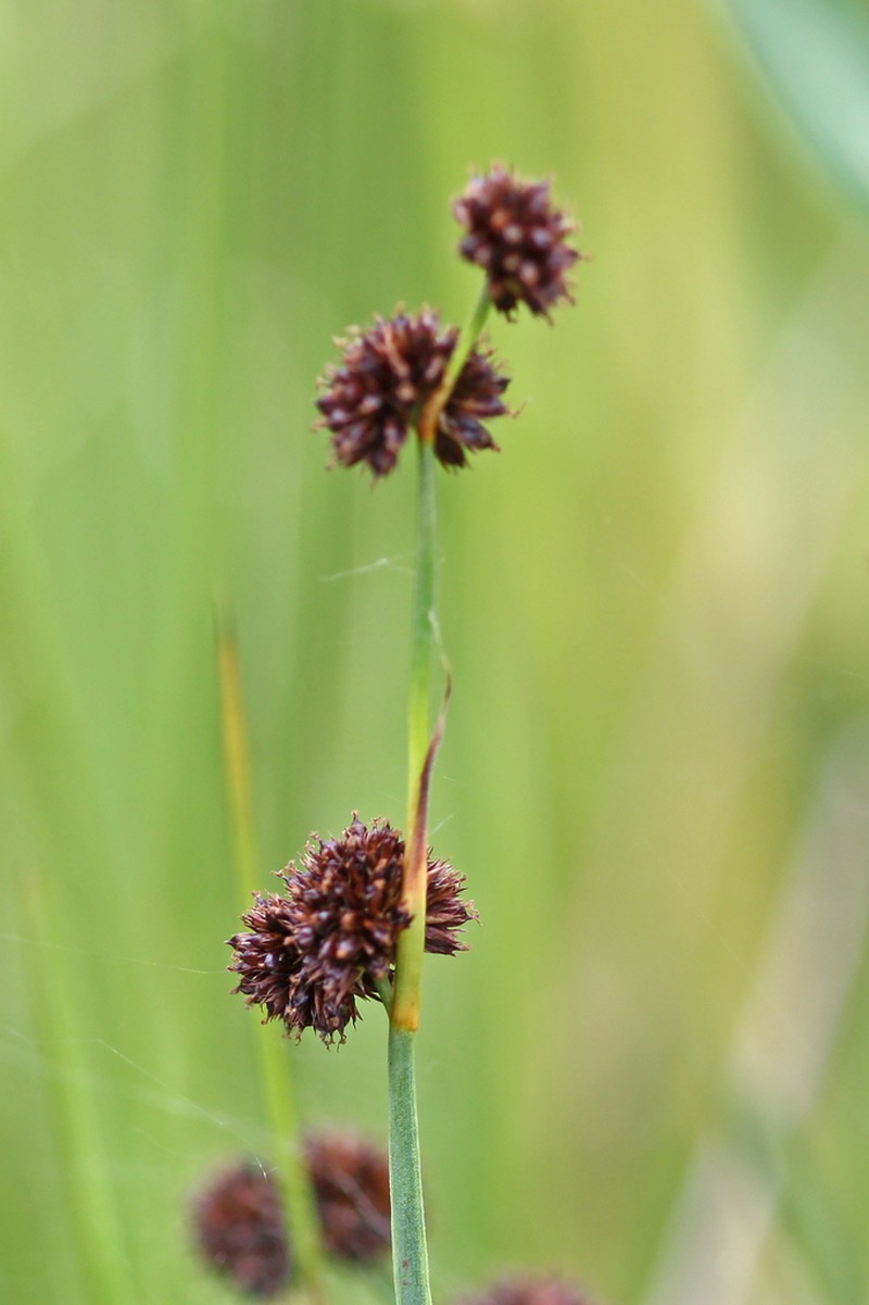 Swordleaf Rush