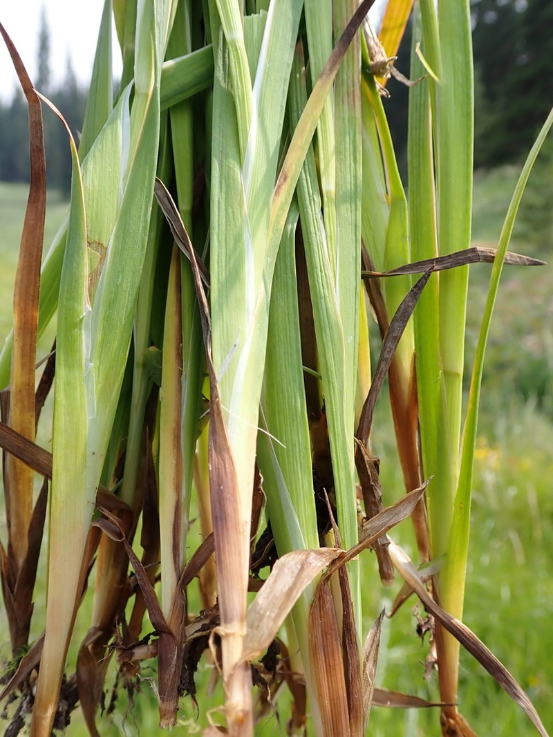 Swordleaf Rush photo 2