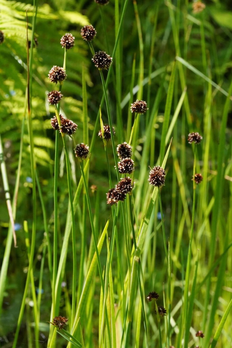 Swordleaf Rush photo 3