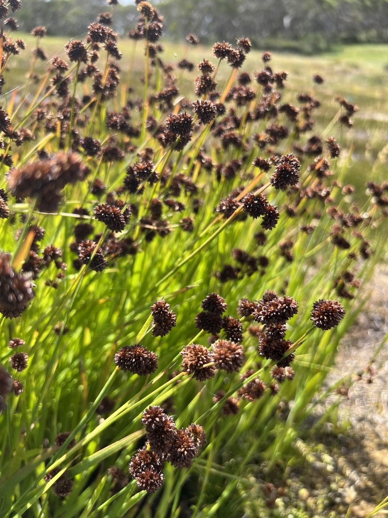 Swordleaf Rush photo 4