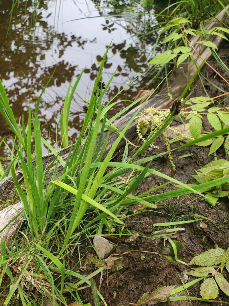 Swordleaf Rush photo 5