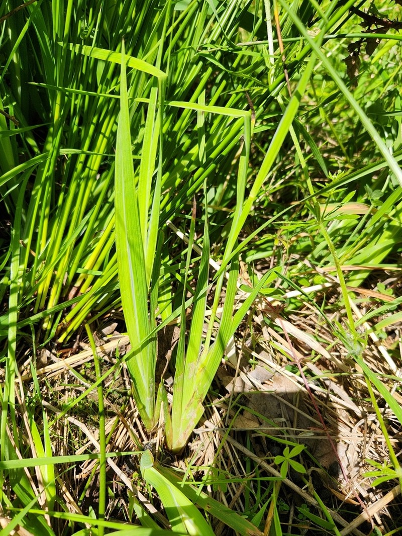 Swordleaf Rush photo 6