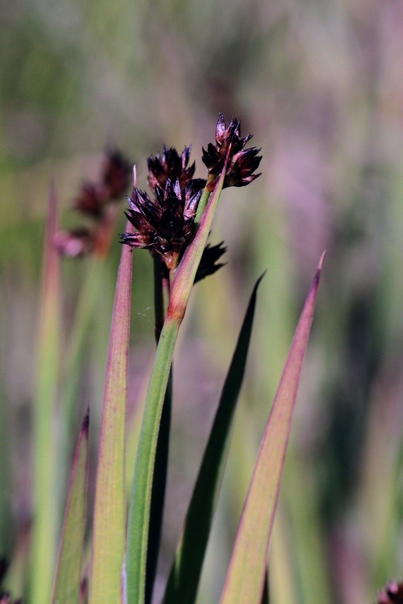 Swordleaf Rush photo 7