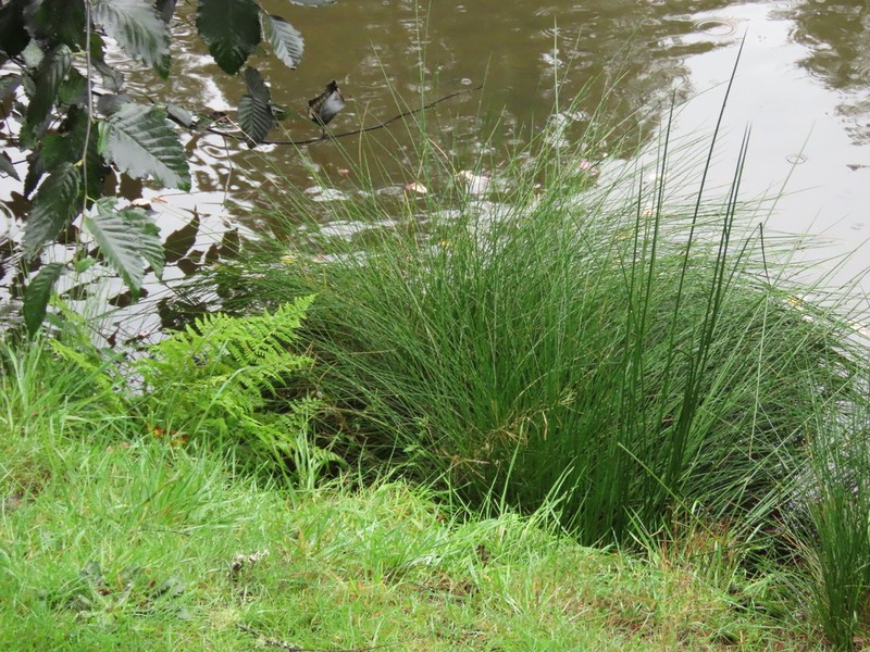 Juncus exiguus photo 2
