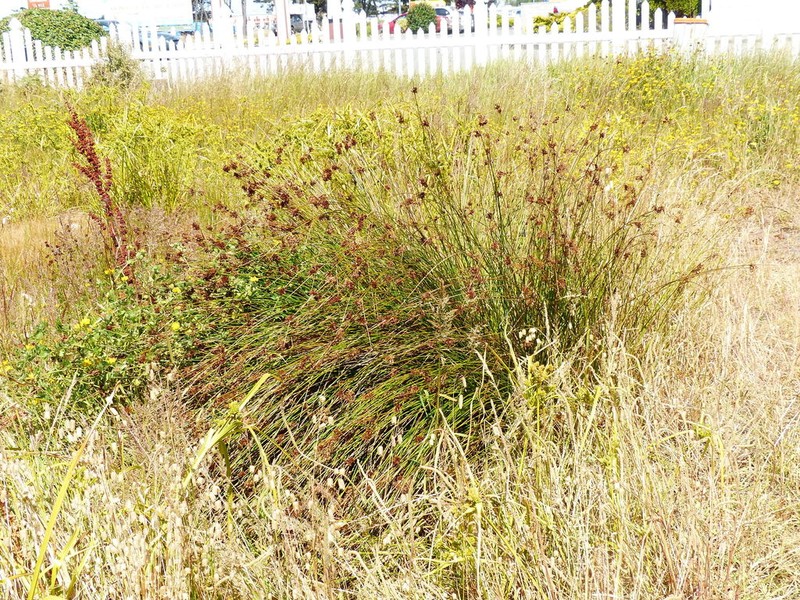 Juncus exiguus photo 3