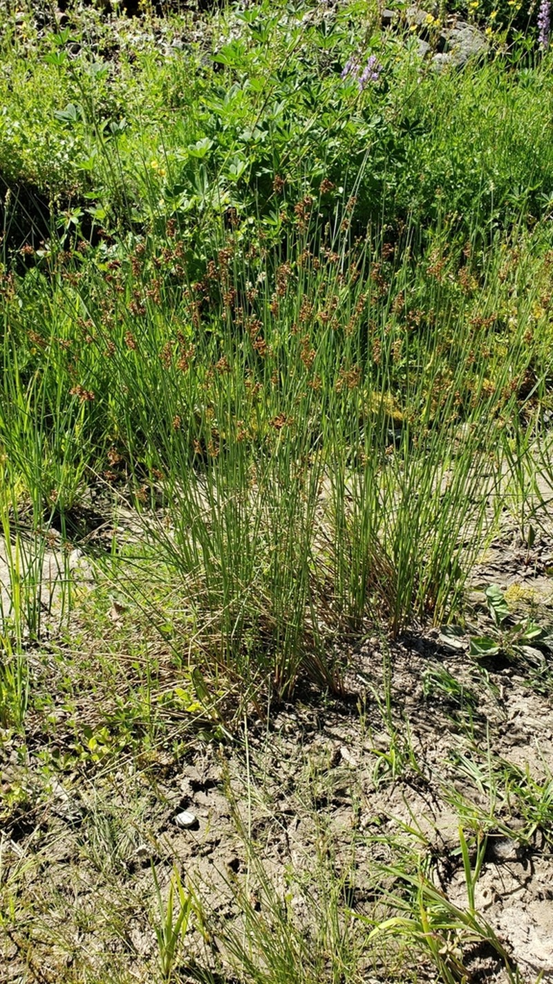 Juncus exiguus photo 4