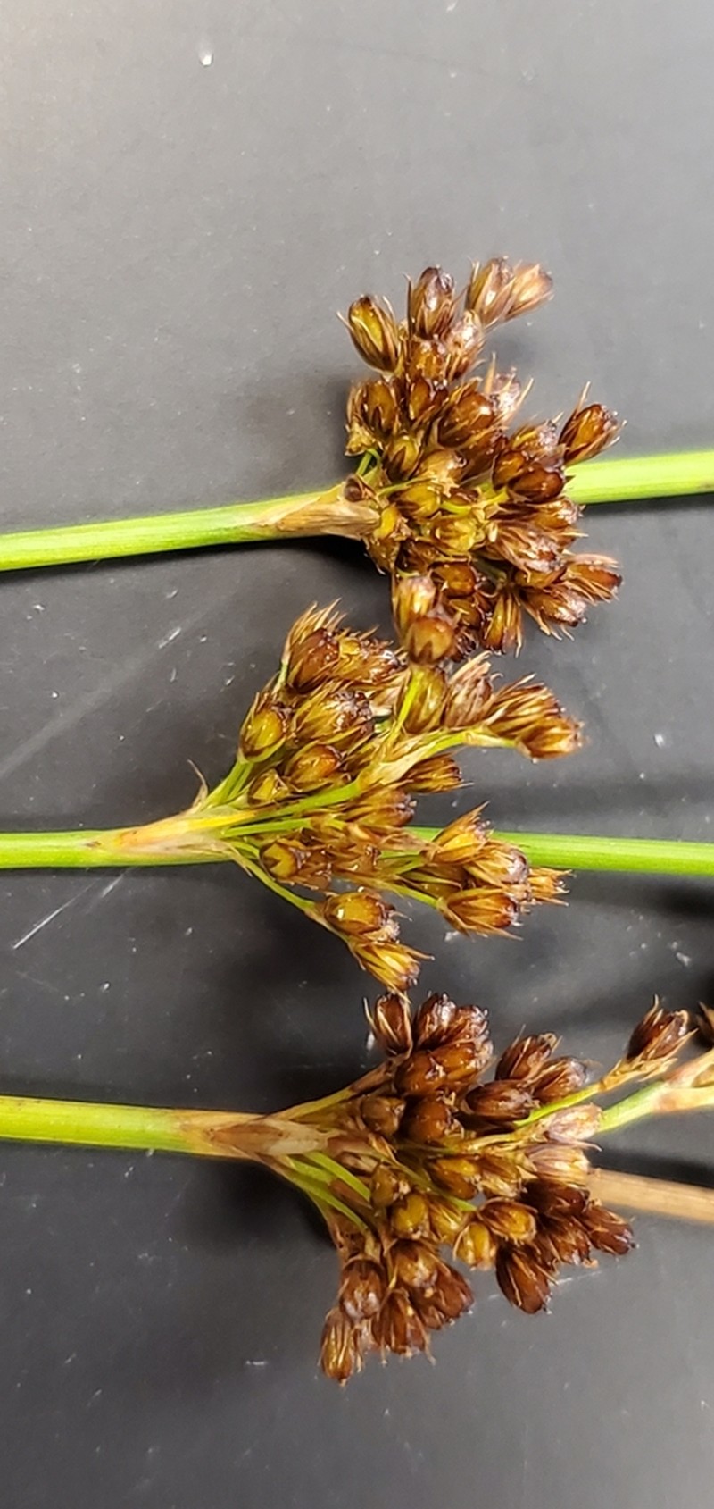 Juncus exiguus photo 5