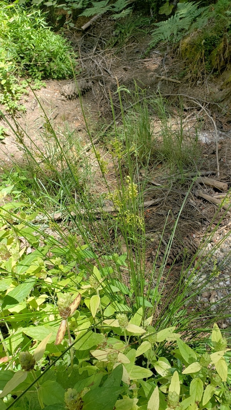 Juncus exiguus photo 6