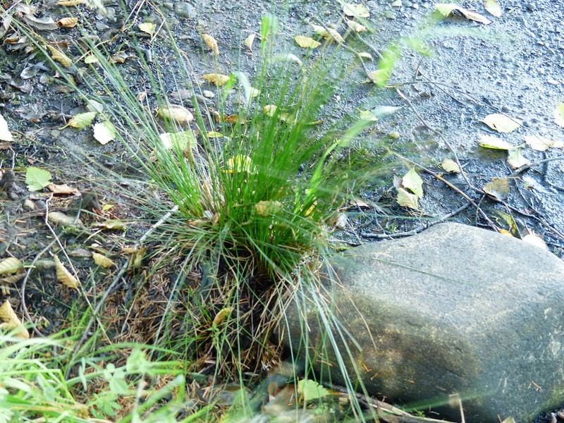 Juncus exiguus photo 7